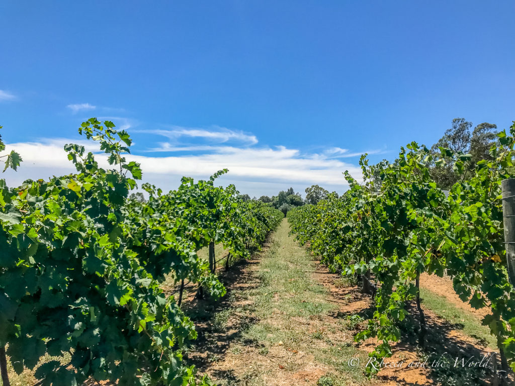 There are several wineries in Echuca and Moama that you can visit for tastings, including Morrisons Winery