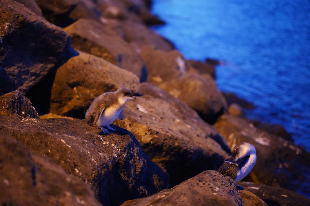 You don't have to leave Melbourne to see penguins - they waddle up to the beach every night in St Kilda