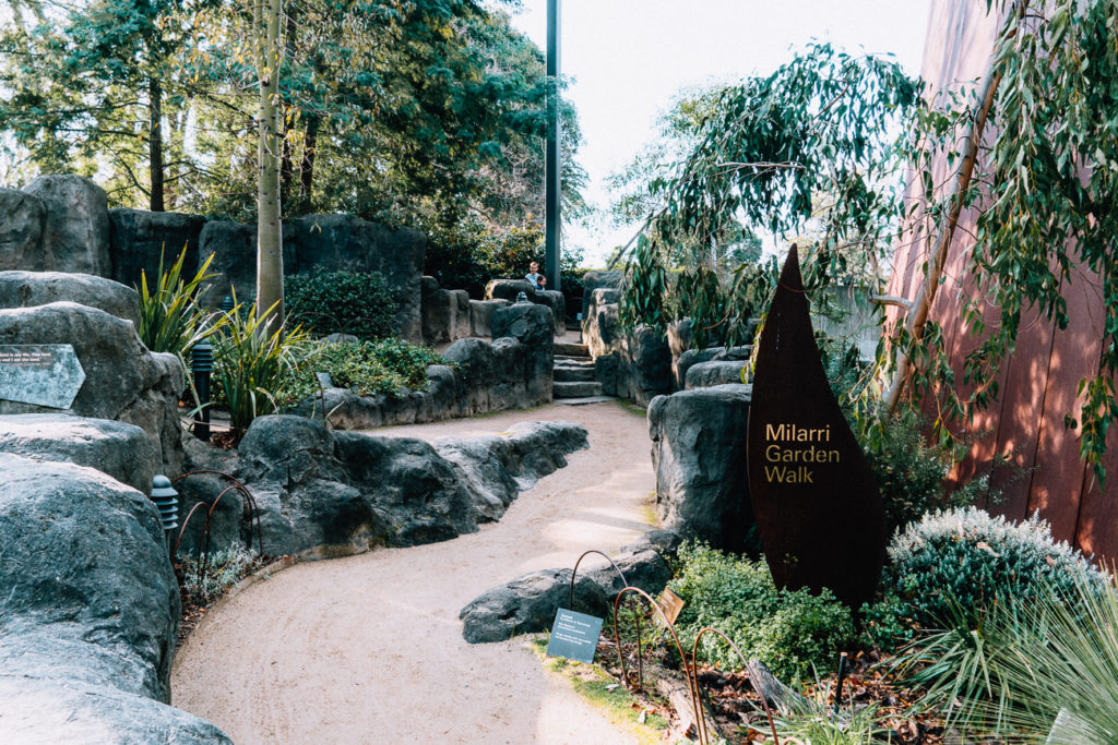 The Milarri Garden Walk at the Melbourne Museum is a fantastic way to learn about native plants and how they were used as food and medicine