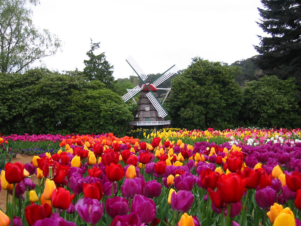 Post for pics among the tulips at the Tesselaar Tulip Festival, just a short drive out of Melbourne