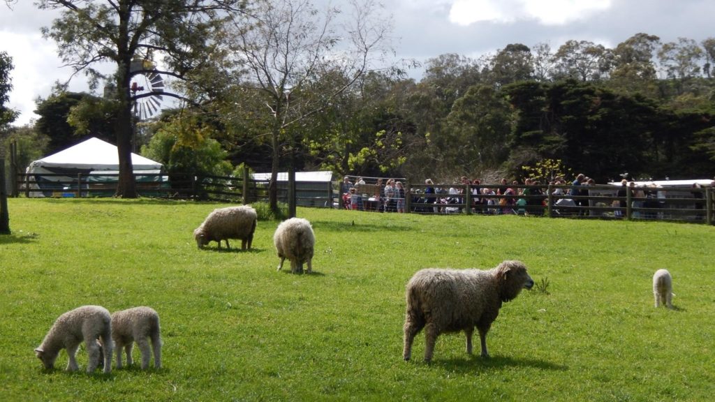 Kids will love the farm animals at the Collingwood Children's Farm