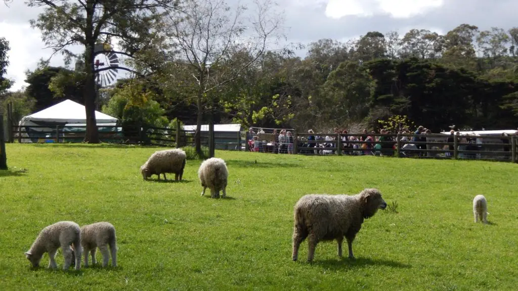 Collingwood Childrens Farm is a cheap Melbourne family activity - and very cute!