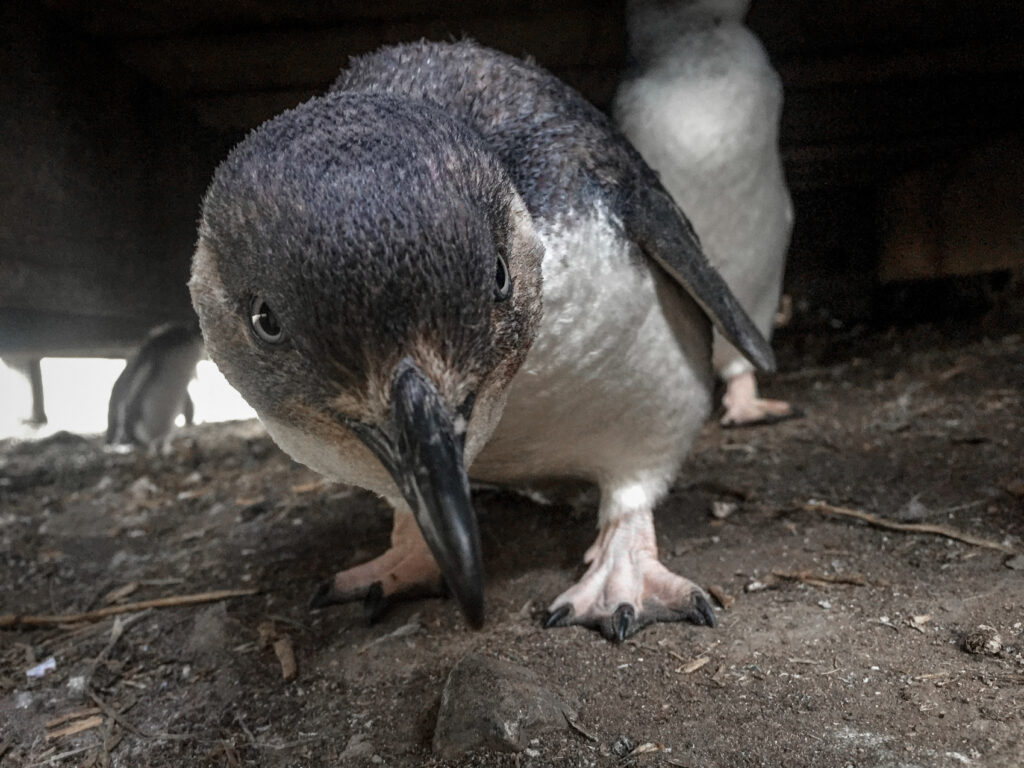 The Penguin Parade on Phillip Island in Victoria is one of the most popular things to do near Melbourne