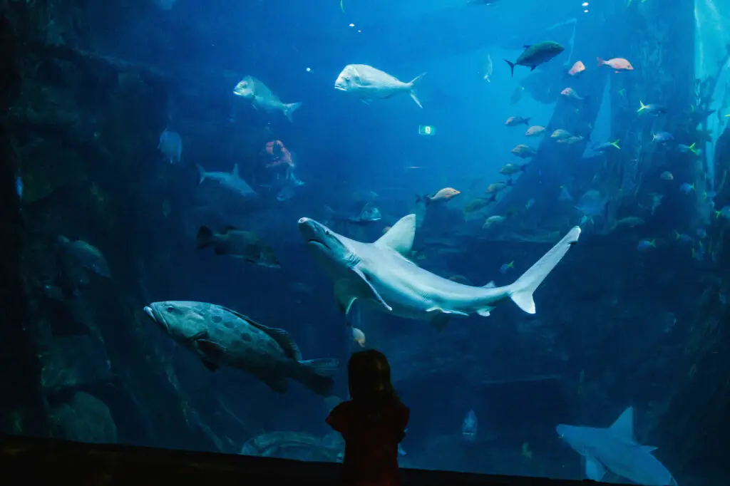 Want to see the Sea Life Aquarium? It's included in the Melbourne and Beyond Pass