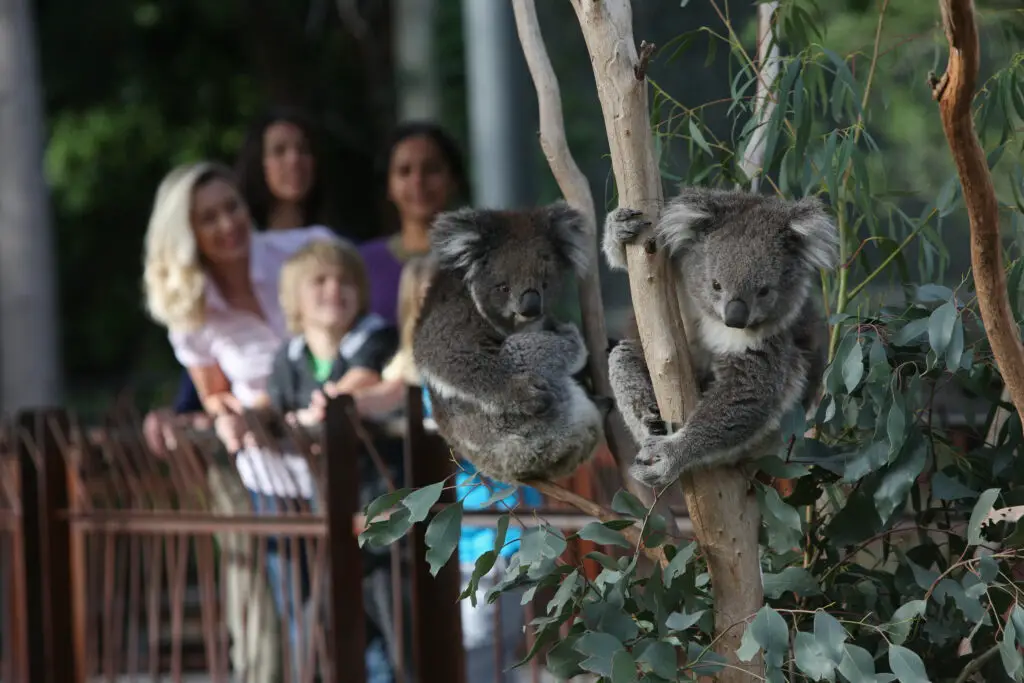 Melbourne Zoo is one of the Melbourne attractions you can visit with the Melbourne and Beyond Pass - spot koalas like these!