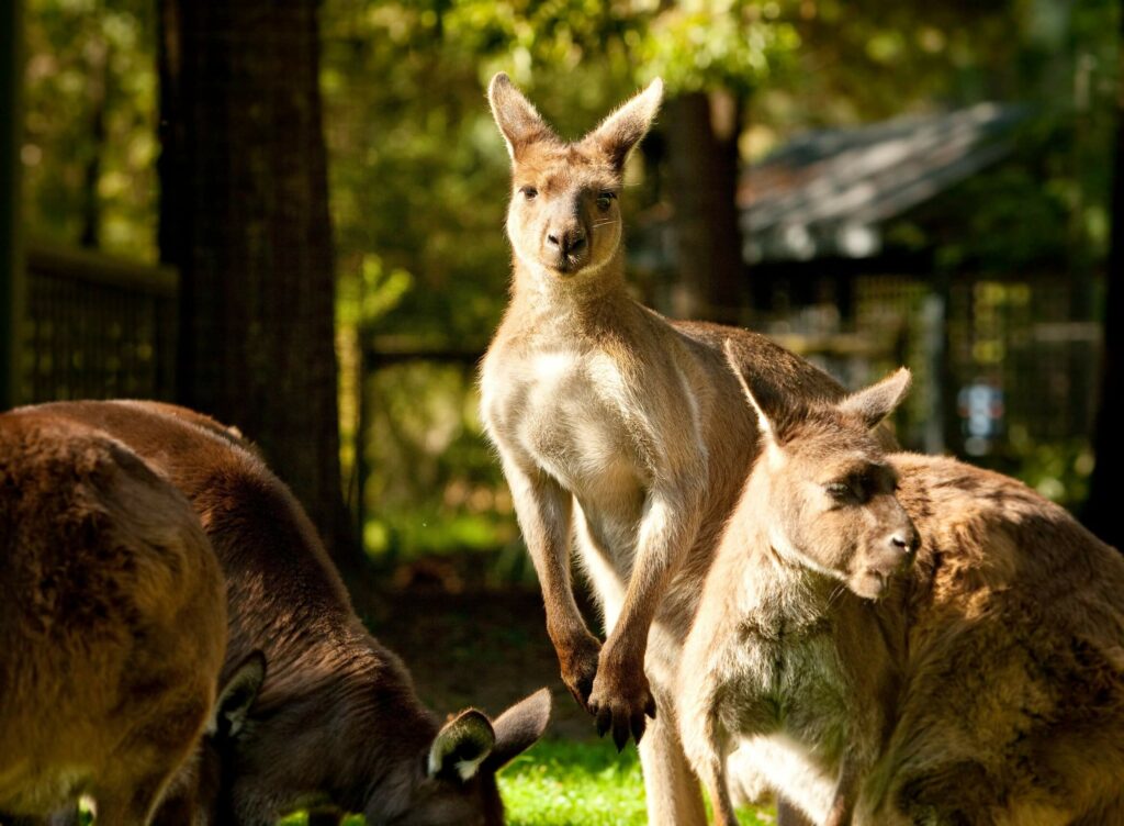 Healesville Sanctuary is included in some of the Melbourne attractions pass options - a chance to see kangaroos like these three!