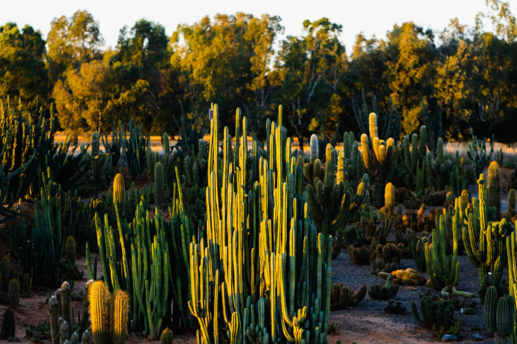 One of the coolest things to do near Echuca is visit Cactus Country to see cacti from all around the world