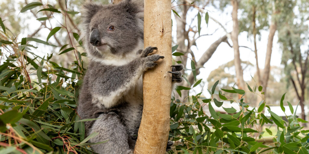 The Koalas at Kyabram Fauna Park are a highlight, and one of the best things to do near Echuca