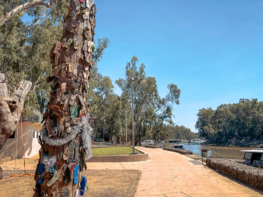 Thongs stuck to a tree in Echuca - definitely one of the quirky things to see in Echuca!