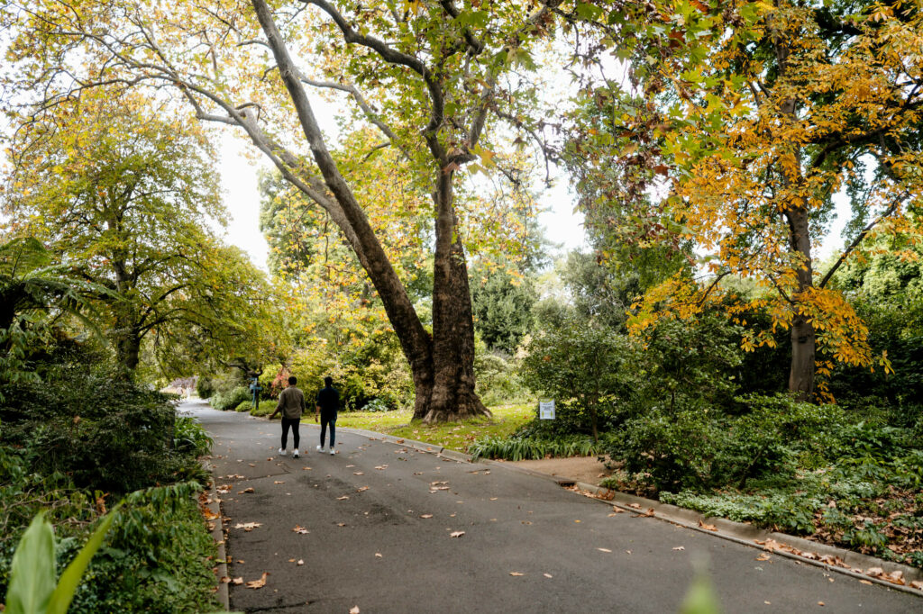 The leaves in the Royal Botanic Garden changing from green to golden - seeing these colours change is one of the best things to do in Melbourne in Autumn