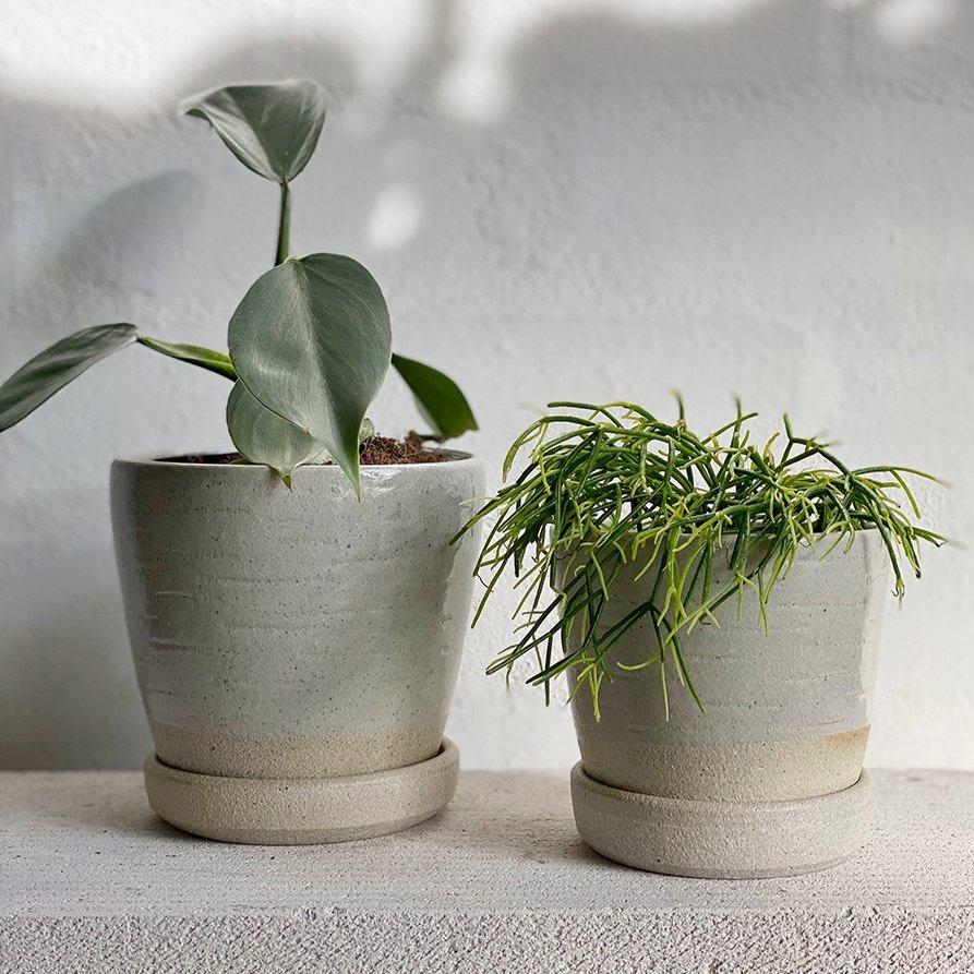 Two lovely plants in a pot from Melbourne plant delivery company Plant Society