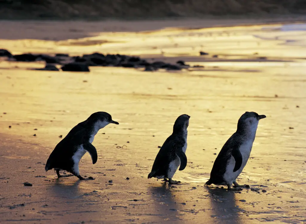 Three Little Penguins on Phillip Island - one of the best kids activities in Melbourne